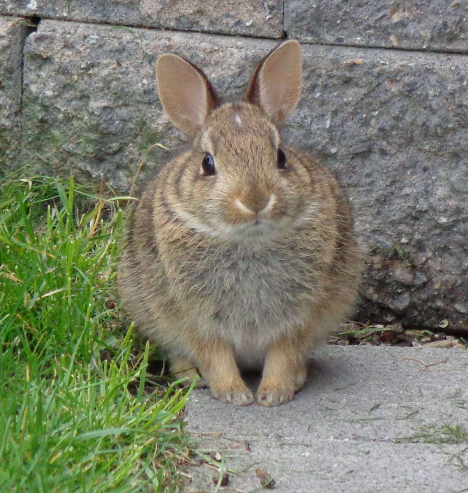 Rabbits Cottontails and Hares